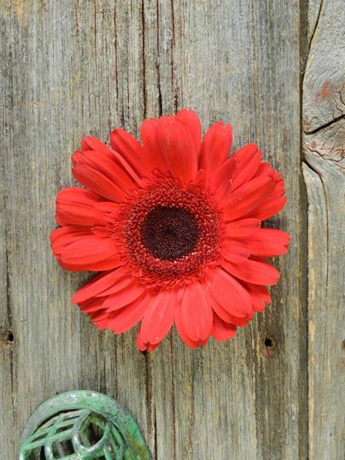 RED GERBERAS